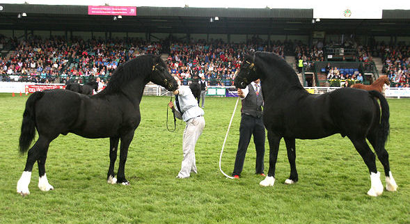 Trefaes Stud Welsh Cob